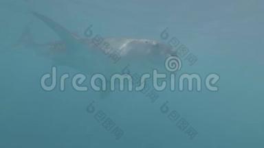 大鲸鲨在蓝色海水水下游泳。 在浮潜和潜水的过程中野鲸鲨
